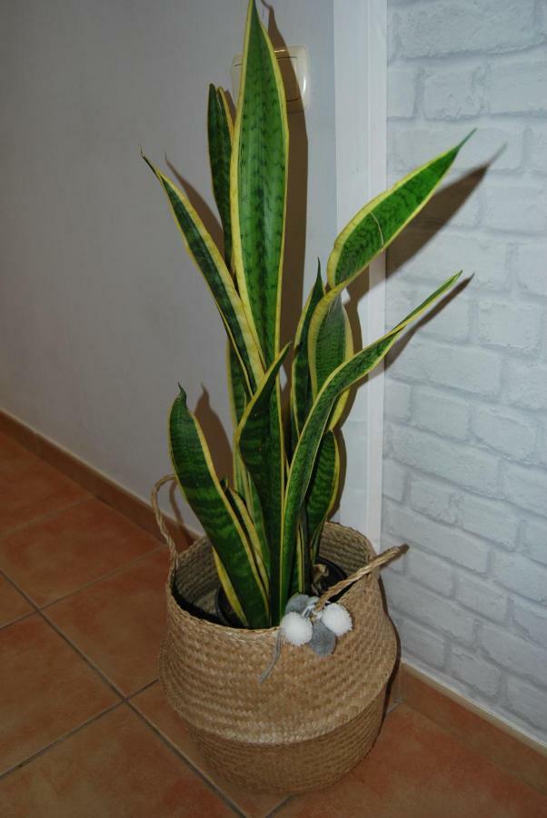 Appartement Casa Yerida Cotillo